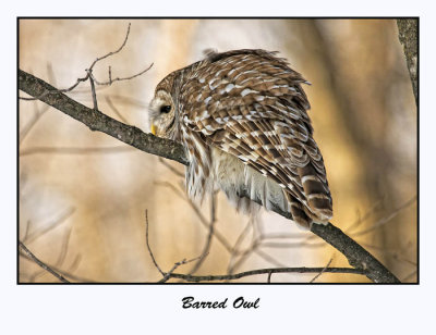 Barred Owl