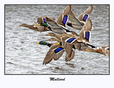 Mallard