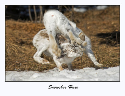 Snowshoe Hare