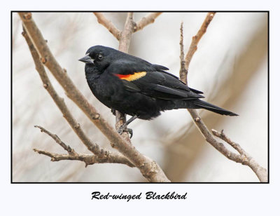 Red-winged Blackbird