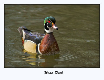 Wood Duck