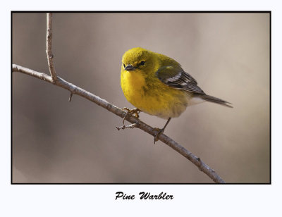 Pine Warbler