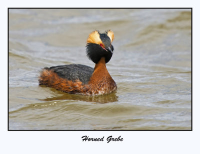 Horned Grebe