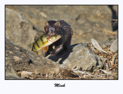 Mink