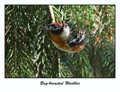Bay-breasted Warbler