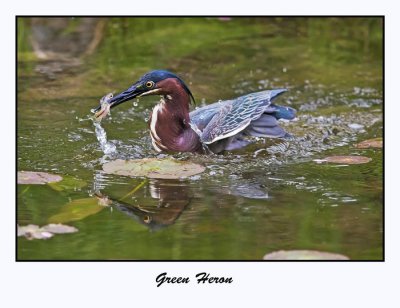 Green Heron