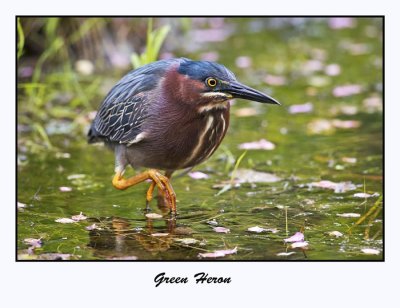 Green Heron