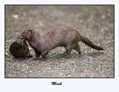 Mink