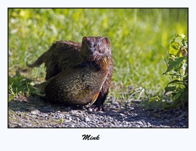 Mink
