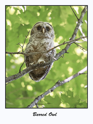 Barred Owl Owlet