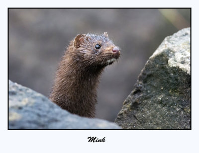 Mink