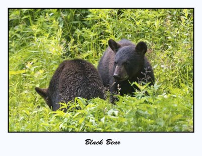 Black Bear