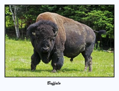 Buffalo