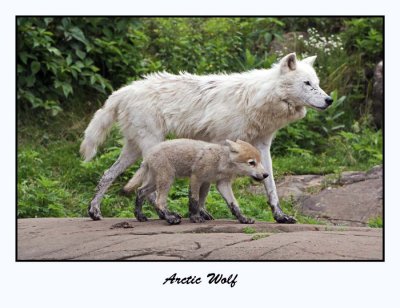 Arctic Wolf