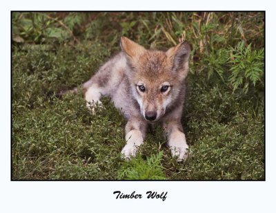 Timber Wolf