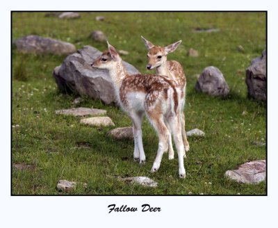 Fallow Deer