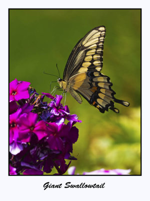 Giant Swallowtail