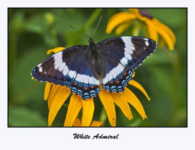 White Admiral
