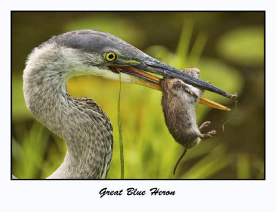 Great Blue Heron