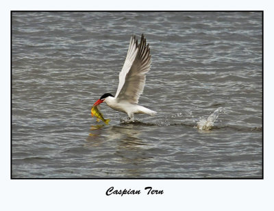 Caspian Tern
