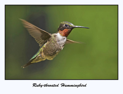 Ruby-throated Hummingbird