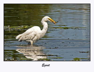 Egret
