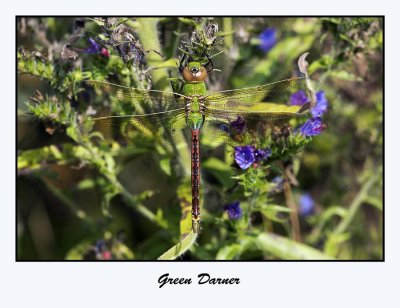 Green Darner