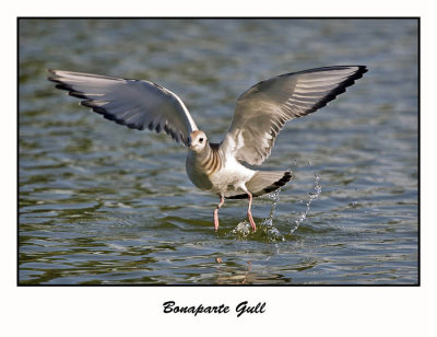 Bonaparte Gull