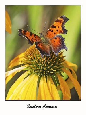 Eastern Comma