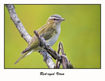 Red-eyed Vireo