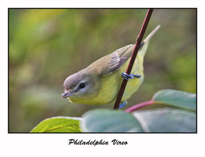 Philadelphia Vireo
