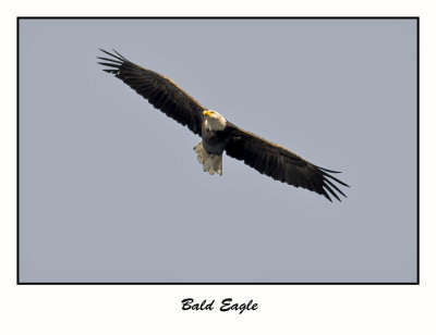 Bald Eagle