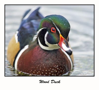 Wood Duck