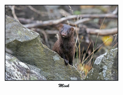 Mink