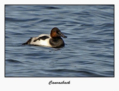 Canvasback