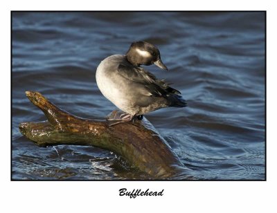Bufflehead