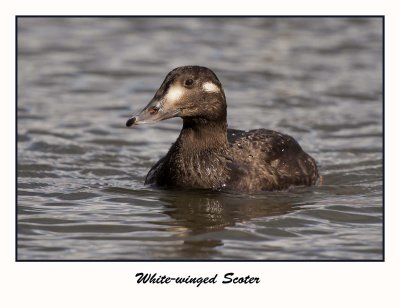 White-winged Scoter