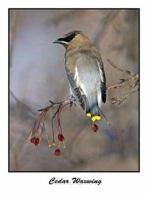 Cedar Waxwing