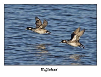 Bufflehead