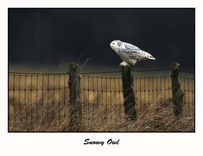 Snowy Owl