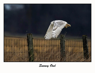 Snowy Owl