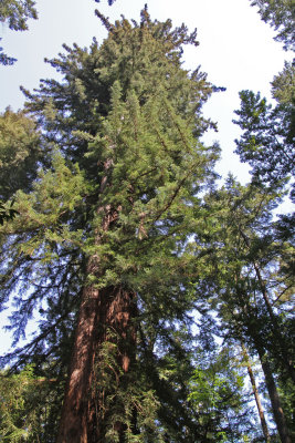 Redwood_IMG_1761.jpg