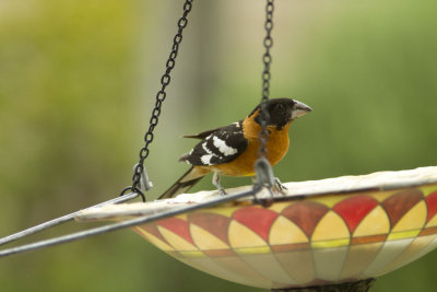 BlackHeadedGrosbeak_0055.jpg