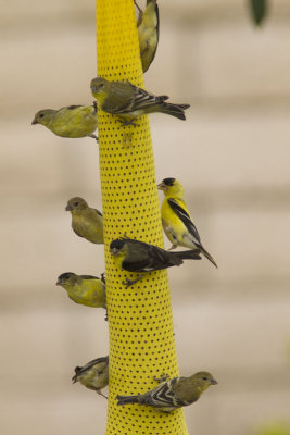 Nine_Goldfinches_0043.jpg