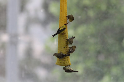Goldfinches_American_And_Lesser_0028.jpg