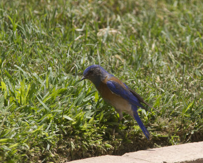 Bluebird On Grass_0072.jpg