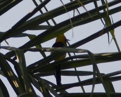 Whats This Yellow And Black Bird_0039.jpg