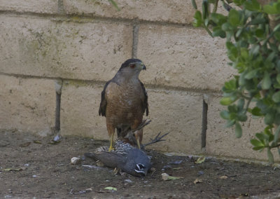 CoopersHawkQuail_0180.jpg