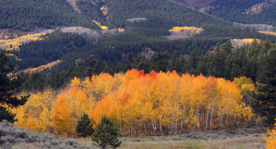 AspenGroves_NearTwinLakes_IMG_3170.jpg
