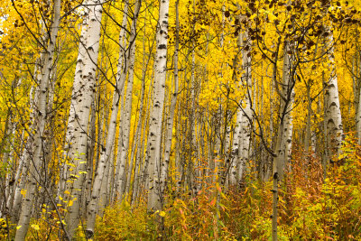 AspenTrunksMaroonTrail_IMG_3305.jpg
